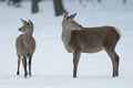 Red deer female standing with calf in the winter Royalty Free Stock Photo