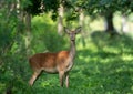 Red deer female standing on meadow