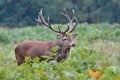 Red deer, Cervus elaphus