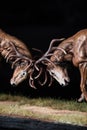 red deer fighting in the dark