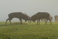 Red deer fighting in the meadow