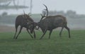 Red deer fighting in the meadow during the rut Royalty Free Stock Photo