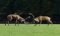 Red deer fighting in the meadow during the rut Royalty Free Stock Photo