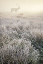 Red deer in foggy sunrise Autumn Fall forest and countryside lan