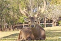 Red deer on a forest marge