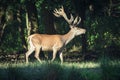Red deer Royalty Free Stock Photo