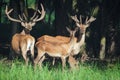 Red deer on a forest marge Royalty Free Stock Photo