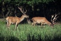 Red deer on a forest marge Royalty Free Stock Photo