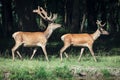 Red deer on a forest marge Royalty Free Stock Photo