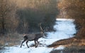 Red deer in forest on snow Royalty Free Stock Photo