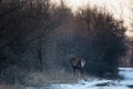 Red deer in forest on snow Royalty Free Stock Photo