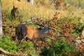 Red deer in forest trought day.