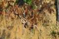 Red deer in forest trought day. Royalty Free Stock Photo