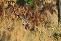 Red deer in forest trought day.