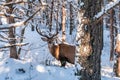 A red deer in the forest in winter Royalty Free Stock Photo