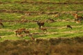 Big Herd of Red Deer during the rut Royalty Free Stock Photo