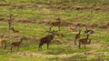 Big Herd of Red Deer during the rut Royalty Free Stock Photo