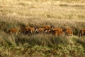 Big Herd of Red Deer during the rut Royalty Free Stock Photo