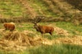Big Stag, Red Deer during the rut Royalty Free Stock Photo