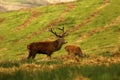 Big Stag, Red Deer during the rut Royalty Free Stock Photo