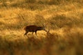 Red Deer during the rut Royalty Free Stock Photo