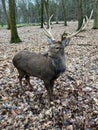 A red deer in Wildpark Gangelt