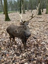 A red deer in Wildpark Gangelt Royalty Free Stock Photo