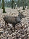 A red deer in Wildpark Gangelt Royalty Free Stock Photo