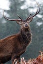 Red Deer - Glen Etive