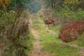 The red deer goes through the forest path Royalty Free Stock Photo