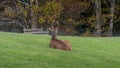 Red deer on the grass in austrian Bregenzerwald. Royalty Free Stock Photo