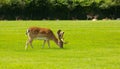 Red deer grazing with antlers New Forest England UK Royalty Free Stock Photo