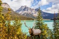 Red deer grazing Royalty Free Stock Photo