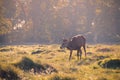 A red deer grazing in Bushy Park in London Royalty Free Stock Photo