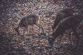 Red deer grazing in the forest Royalty Free Stock Photo