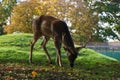 Red deer grazing on green grass and fallen dry leaves in the field in autumn Royalty Free Stock Photo