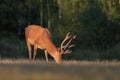 Red deer grazing on the meadow (Cervus elaphus) Royalty Free Stock Photo