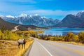 Red deer grazing by the road Royalty Free Stock Photo