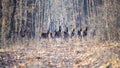 Red deer group in autumn in the forest. Autumn landscape with herd of deer