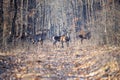 Red deer group in autumn in the forest. Autumn landscape with herd of deer