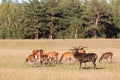 Red deer group with belling deer stag in autumn. Autumn landscape with herd of deer. Cervus Elaphus. Natural habitat.