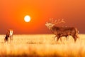 Red deer group with belling deer stag during amazing sunrise with orange sky. Autumn landscape with herd of deer. Cervus Elaphus.