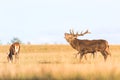 Red deer group with belling deer stag in autumn. Autumn landscape with herd of deer. Cervus Elaphus. Natural habitat.