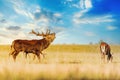 Red deer group with belling deer stag in autumn. Autumn landscape with herd of deer. Cervus Elaphus. Natural habitat