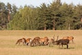 Red deer group with deer stag with big beautiful horns in autumn. Autumn landscape with herd of deer. Cervus Elaphus. Natural habi