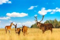 Red deer group with deer stag with big beautiful horns in autumn during sunny day. Autumn landscape with herd of deer. Cervus