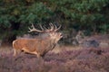 Red Deer grunt