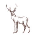 Red deer hand drawn with contour lines on white background. Elegant sketch drawing of wild forest animal with antlers