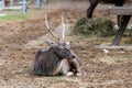 Red deer have a rest on the farm