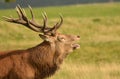 Red deer head, Cervus elaphus Royalty Free Stock Photo
